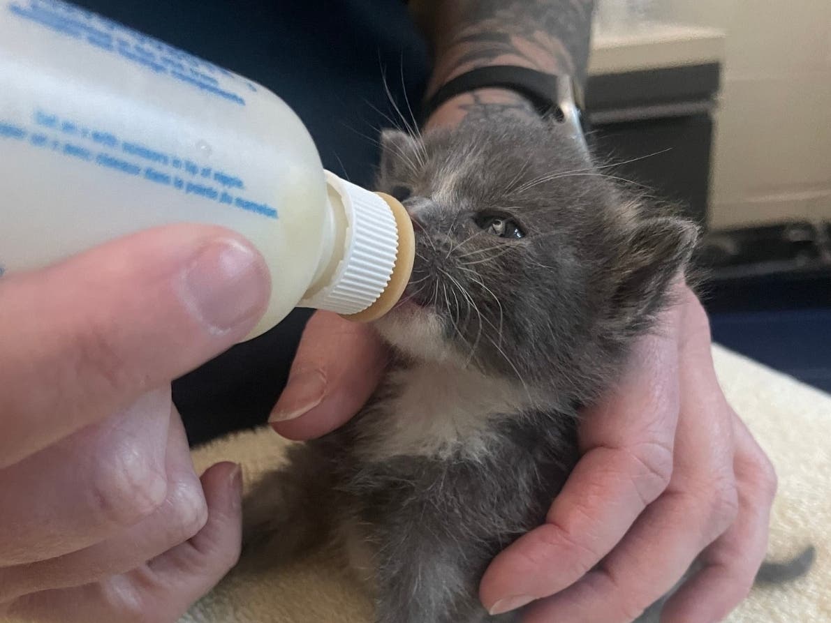 Kitten Fosters Needed By Womens Animal Center