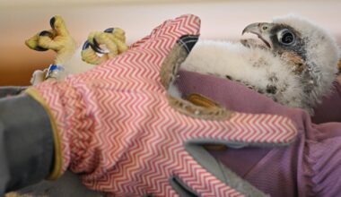 4 peregrine falcon chicks banded at Pitt's Cathedral of Learning