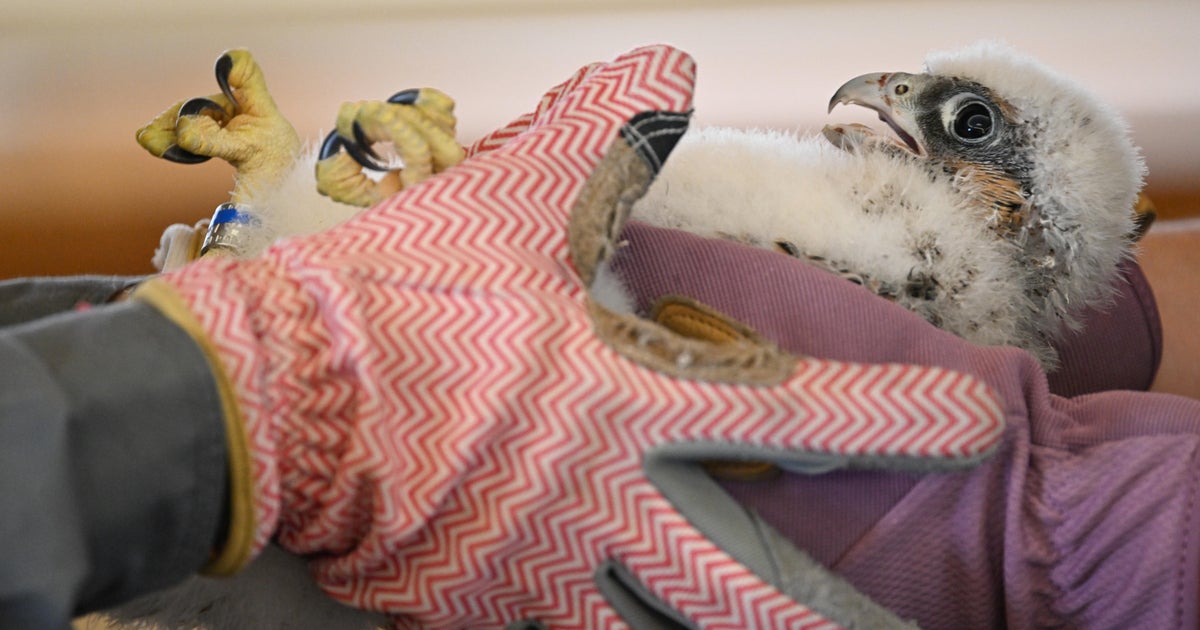 4 peregrine falcon chicks banded at Pitt's Cathedral of Learning