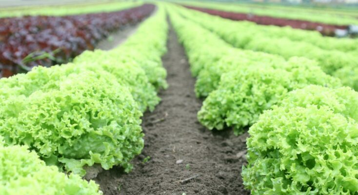 Pennsylvania Seeks USDA Disaster Aid After Crop Freeze