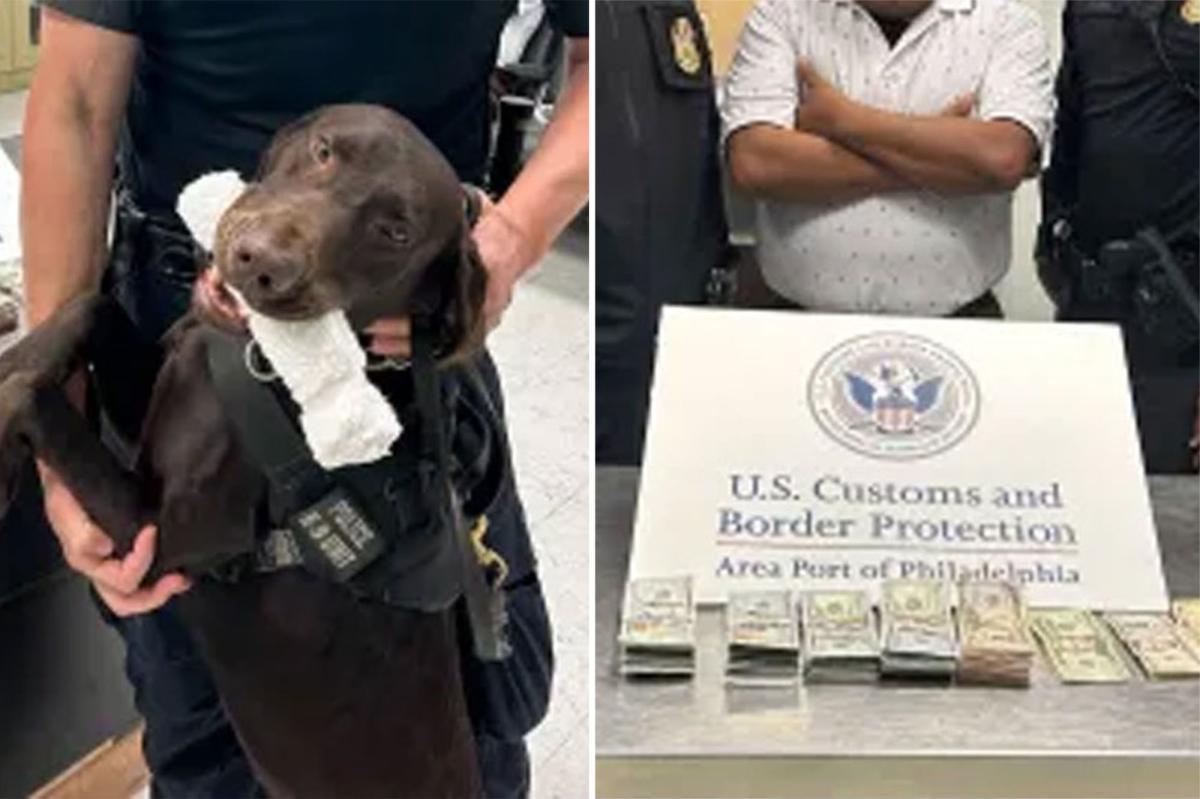 Philadelphia airport police dog sniffs out $44K, seizes the loot