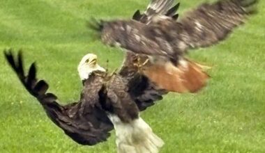Red-tailed hawk attacks bald eagle over food in woman's yard