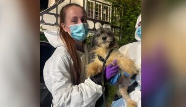 44 dogs rescued from home in deplorable conditions in Delaware County, Pennsylvania
