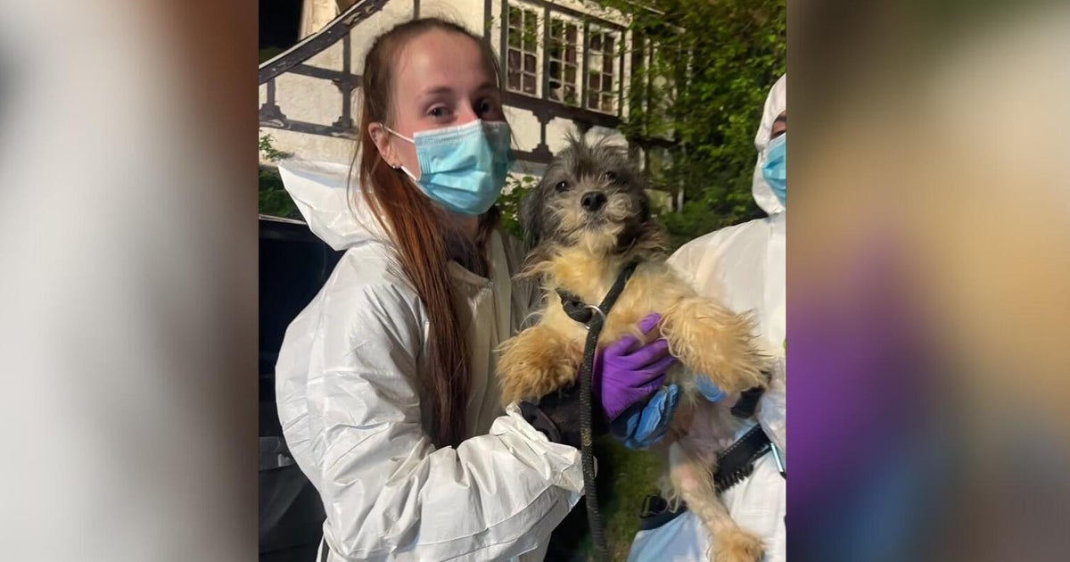 44 dogs rescued from home in deplorable conditions in Delaware County, Pennsylvania
