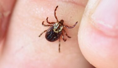 Pittsburgh doctor warns about uptick in tick-borne diseases