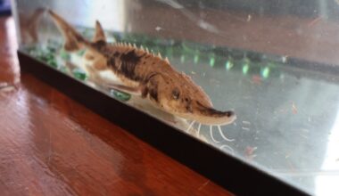 Sturgeon outlived dinosaurs, but they’ll need help to repopulate Lake Erie