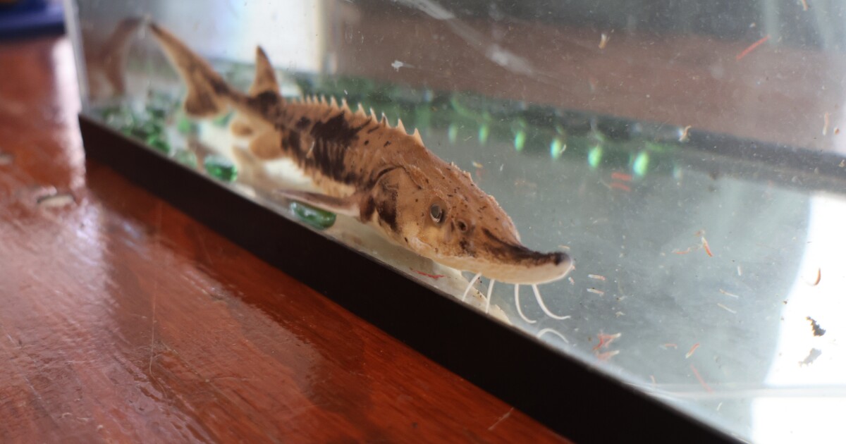 Sturgeon outlived dinosaurs, but they’ll need help to repopulate Lake Erie