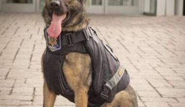 End of watch for K-9 Nevie – Lehigh Valley Press