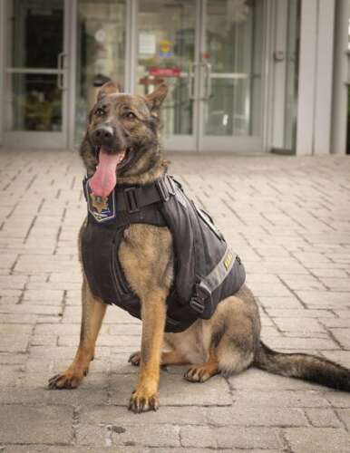 Sheriff’s first K-9 ends watch – Lehigh Valley Press