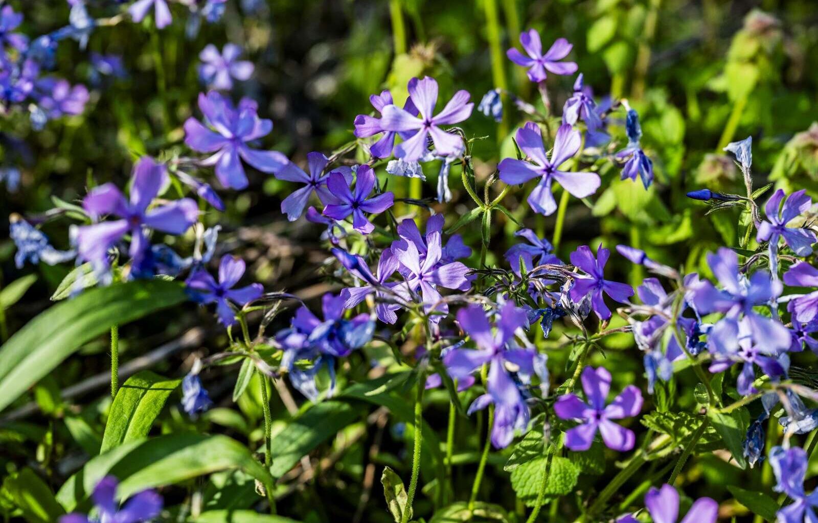 Pennsylvania nature blooming in Buffalo Creek – Butler Eagle