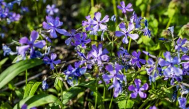 Pennsylvania nature blooming in Buffalo Creek – Butler Eagle
