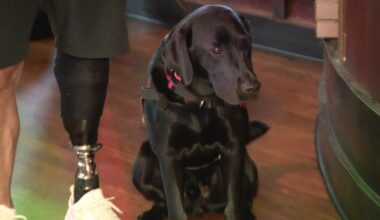Jefferson University Hospital adds therapy dogs to support staff and students
