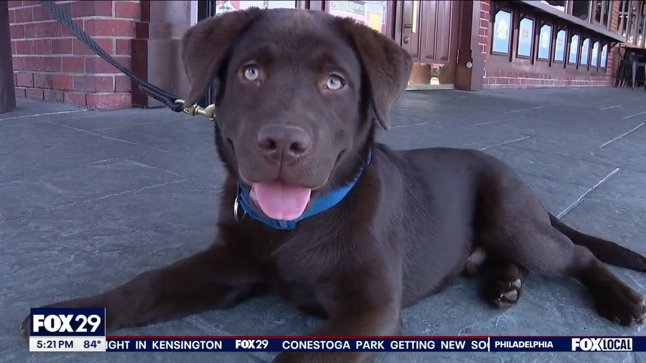 Therapy dogs join Jefferson University Hospital 