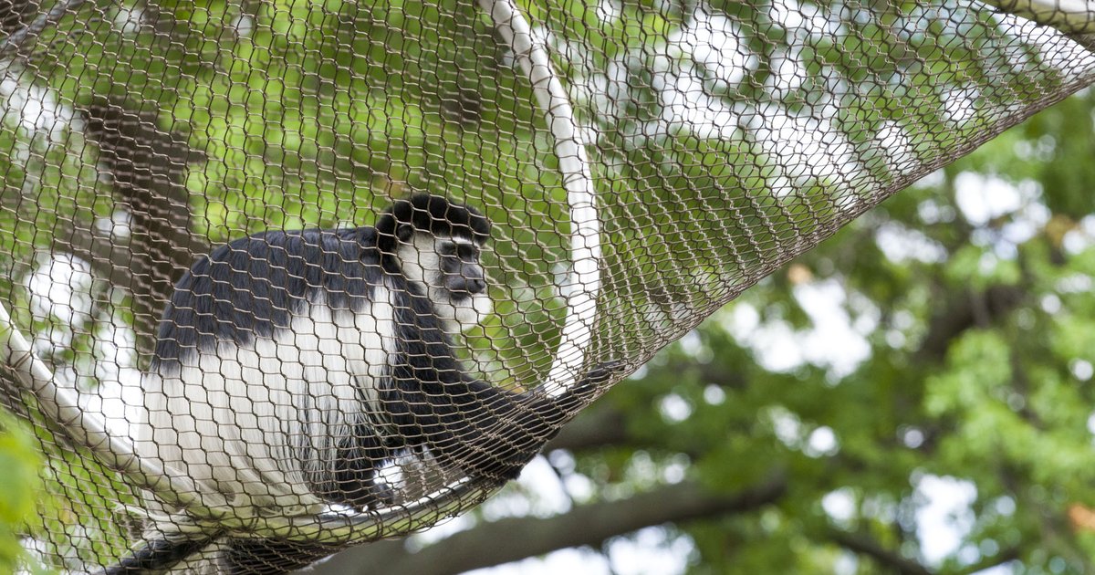 Going to the FIFA Fan Festival? Here's what to do around Lemon Hill between World Cup matches
