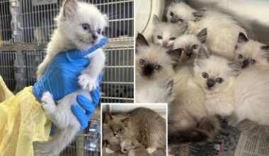 78 ‘sick, frightened’ cats rescued from horror Pennsylvania home