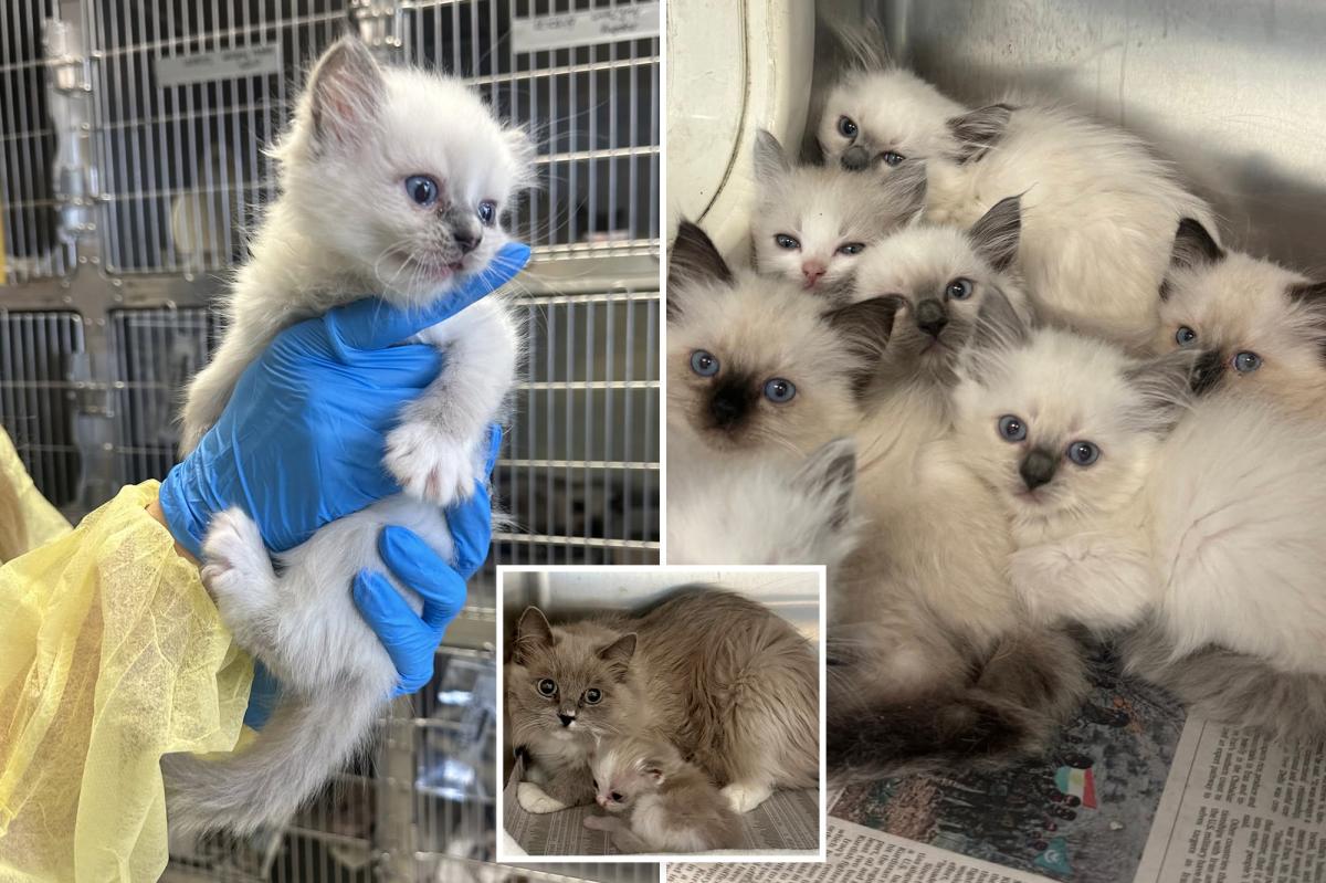78 ‘sick, frightened’ cats rescued from horror Pennsylvania home