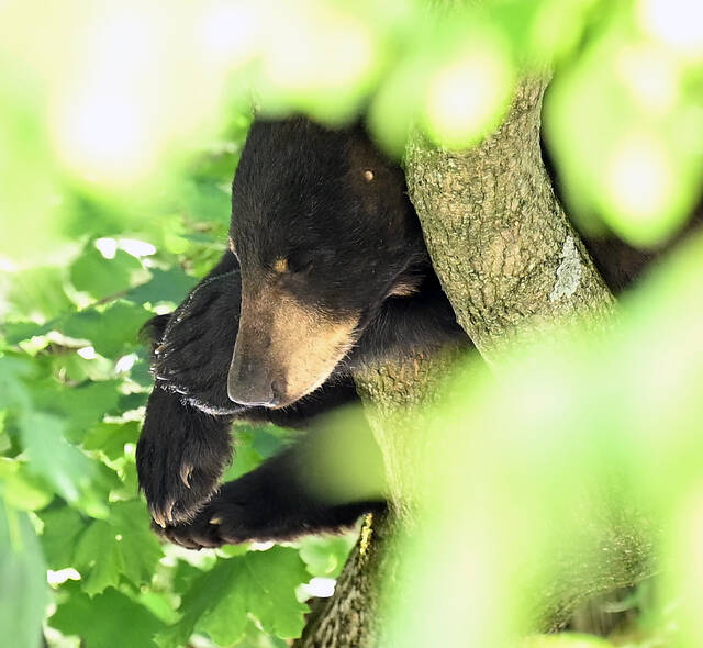 <p>The young bear hung on a tree limb until it felt it was safe to leave, eventually making its way west on Montgomery Avenue towards Tunkhannock Avenue.</p>
<p>Tony Callaio | For Sunday Dispatch</p>