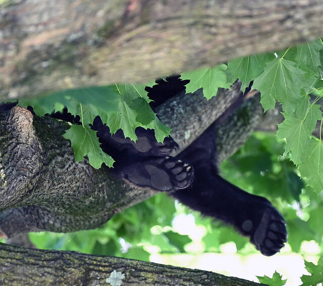<p>If you ever wondered what the bottom of a bear’s paws looks like, here it is. The nails are very intimidating, making it easy to climb any tree.</p>
<p>Tony Callaio | For Sunday Dispatch</p>