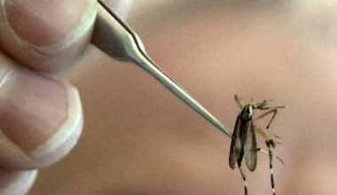 West Nile Virus found in Pittsburgh's Point Breeze neighborhood