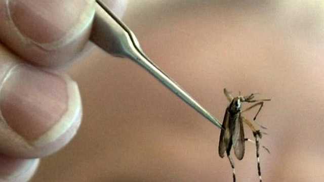 West Nile Virus found in Pittsburgh's Point Breeze neighborhood