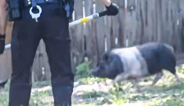 50 Pigs Allegedly Found at Pennsylvania Home Following Reports of Rat Infestation