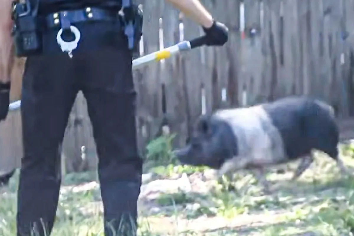 50 Pigs Allegedly Found at Pennsylvania Home Following Reports of Rat Infestation