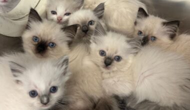 Nearly 80 cats, kittens rescued from deplorable conditions in Lancaster County – NBC10 Philadelphia