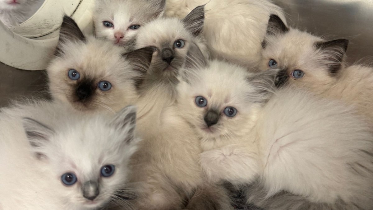 Nearly 80 cats, kittens rescued from deplorable conditions in Lancaster County – NBC10 Philadelphia