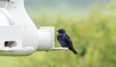 Bird of the Month: Purple Martins June 2026