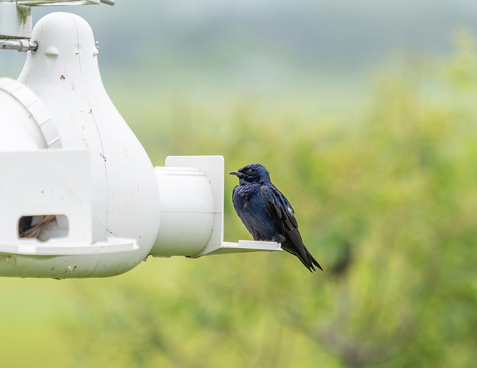 Bird of the Month: Purple Martins June 2026