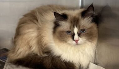 Several rescued Ragdoll cats are ready for adoption – NBC10 Philadelphia