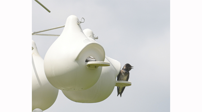 The Purple Martins are Back at St. Lukes’ Anderson Campus