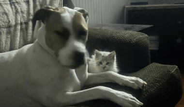 Family dog shot dead by Erie County Sheriff's deputy in Lake City