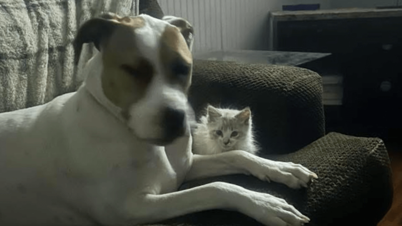Family dog shot dead by Erie County Sheriff's deputy in Lake City