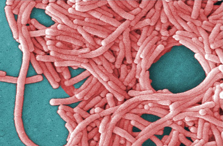 Dozens of pink wormlike shapes piled on teal surface