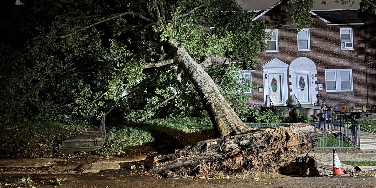 Tree falls on two homes in Northeast Philly during severe storms