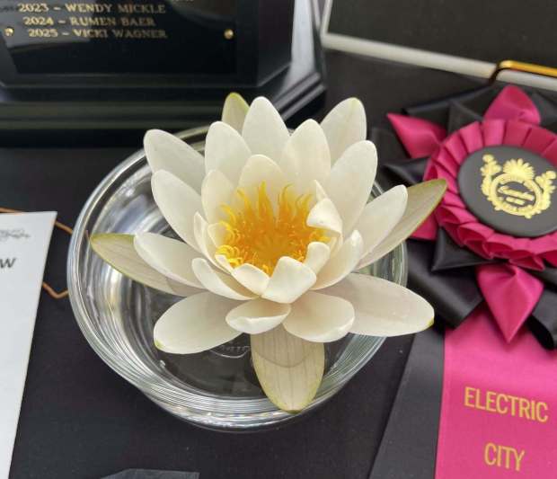 The Electric City Flower Show Best in Show 2026 winner was a water lily. (COURTESY OF THE ELECTRIC CITY FLOWER SHOW)