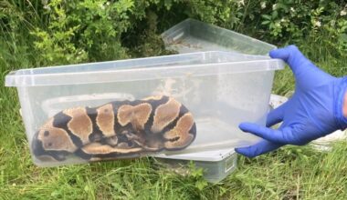 State police seek answers after snakes found dead in containers – NBC10 Philadelphia