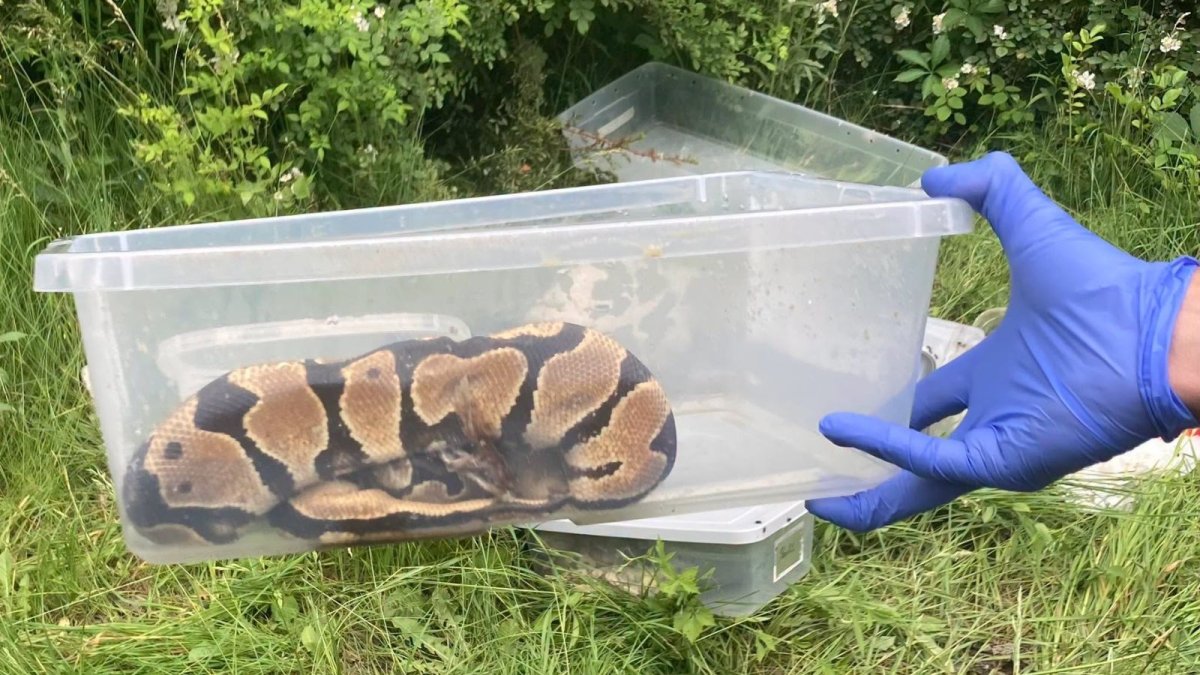 State police seek answers after snakes found dead in containers – NBC10 Philadelphia