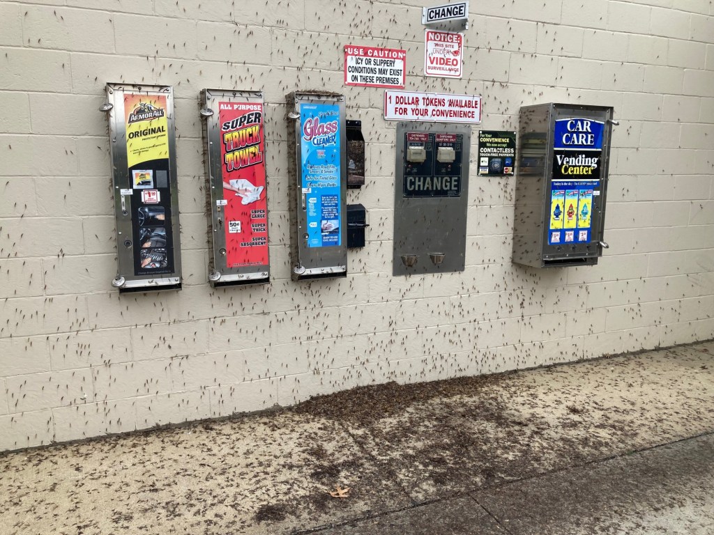 Is Lake Erie the country's mayfly capital?