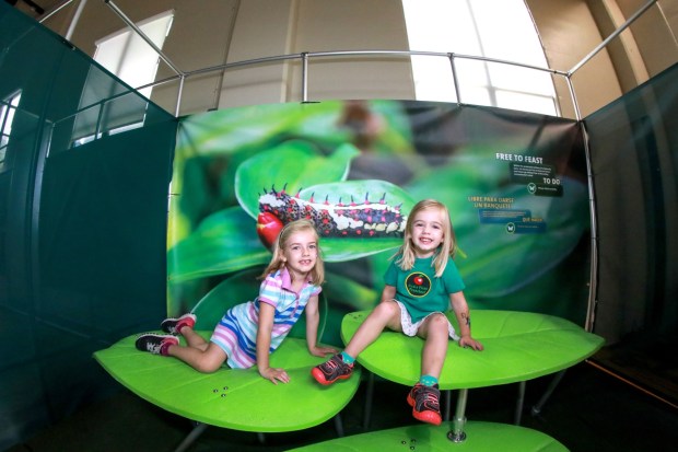 "Butterfly Odyssey" at the Reading Public Museum invites visitors to become a butterfly on an immersive rainforest adventure, exploring the challenges of survival in the wild while discovering how sustainable butterfly farming helps protect tropical ecosystems and support local communities. (Courtesy of the Reading Public Museum)