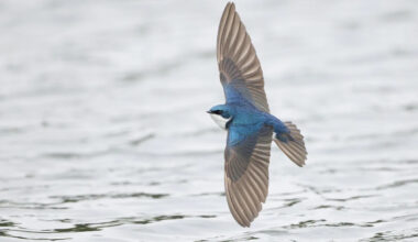 As insects die off, birds are shrinking at this Lake Erie observatory