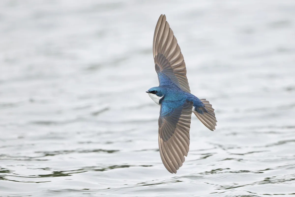 As insects die off, birds are shrinking at this Lake Erie observatory