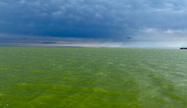 A harmful algal bloom that appeared in western Lake Erie in August 2022.