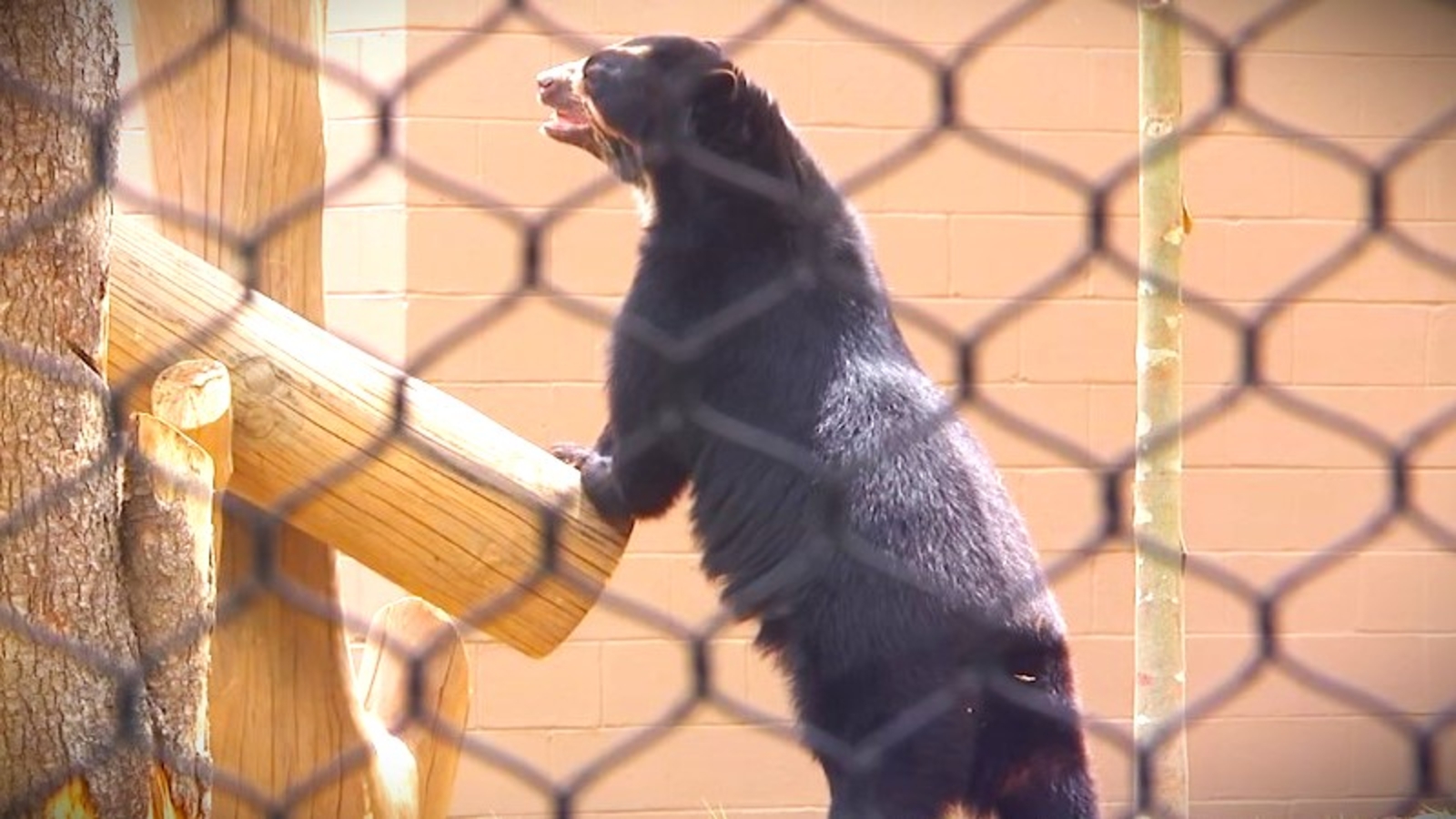 Bears, blooms, and a sky-high spin at the Philadelphia Zoo