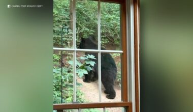 Bear spotted roaming Cumru Township, Berks County