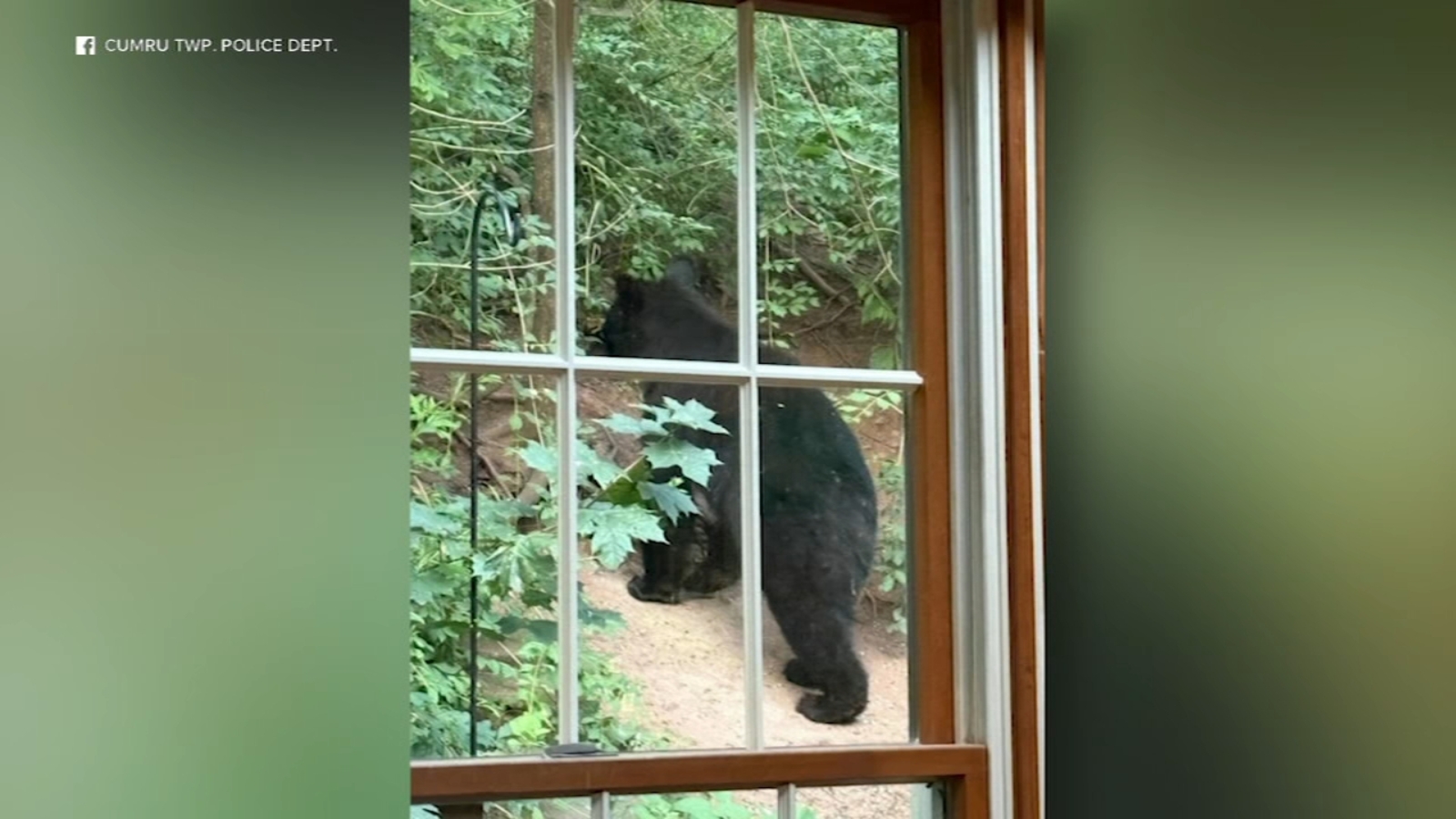 Bear spotted roaming Cumru Township, Berks County