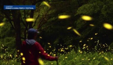 Synchronous fireflies draw crowds in Forest County