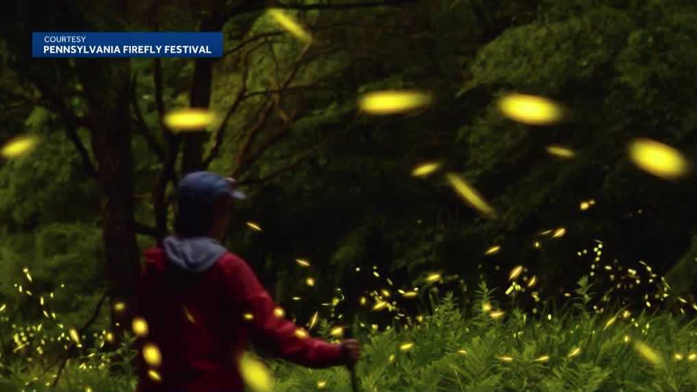 Synchronous fireflies draw crowds in Forest County