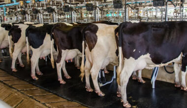 Pittsburgh team finds why H5N1 zeroed in on US cow udders, not their lungs